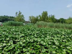 -前关湿地公园