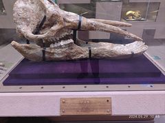 -陕西自然博物馆