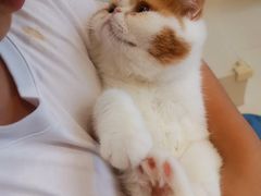 -飞行喵MR PILOT|猫舍·猫咖(静安大融城店)