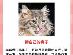 -lincat·猫舍(广州店)