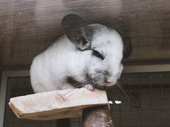 -藦茜花园宠物主题亲子互动体验馆(国顺东路店)