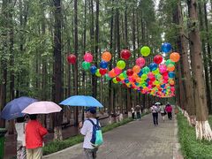 -黄海国家森林公园