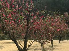 -南国桃园旅游度假区