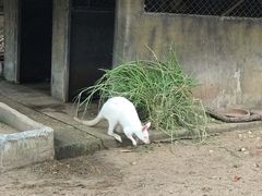 -清迈夜间动物园