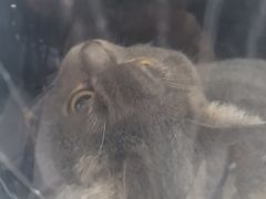 -艾贝尔宠物医院 ·内科全科(梁溪路店)