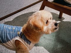 -喜茶(深圳喜荟城店)