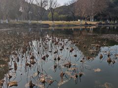 -范蠡湖公园