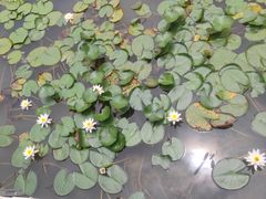 -花果园湿地公园
