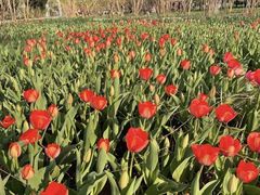 -石家庄市植物园