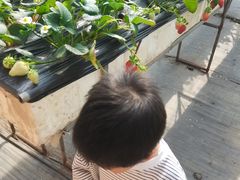 -甜心庄园·甜心草莓采摘园(西青中北店)