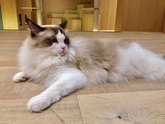 -CAT’S MEWSTAR CAFE·喵星球猫屋(晴湾咖啡店)