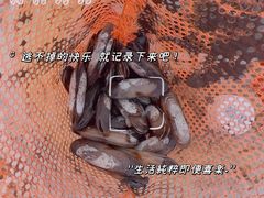 -南汇新城海滩