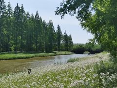 -黄海国家森林公园