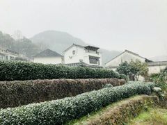 -龙井村