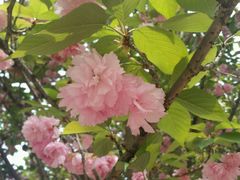 -天王浮山樱花园