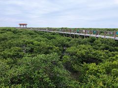 -北海金海湾红树林生态旅游区