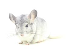 -龙猫仔乐园(惠福东路店)