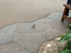 -糖朝(尖沙咀店)