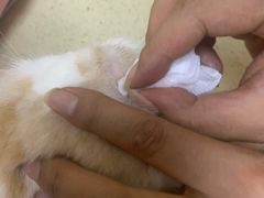 -艾贝尔宠物医院·狂犬免疫点(江山金象城店)