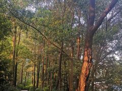 -火炉山森林公园