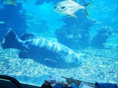 -海棠湾洲际-涛·海底餐厅·美人鱼·自助餐·海底隧道