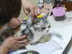 -宠爱国际动物医院· 猫科· 外科·中兽医(长白店)