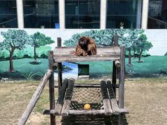 -西霞口神雕山野生动物世界