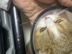 -安安宠医宠物医院·异宠·犬猫内科(岳阳分院)