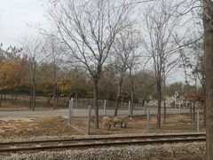 -秦皇岛野生动物园