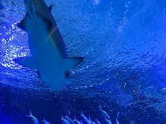 -海合安武汉极地海洋公园