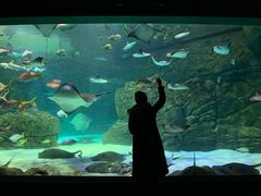 -瑞普利水族馆