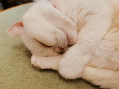 -CAT’S MEWSTAR CAFE·喵星球猫屋(晴湾咖啡店)