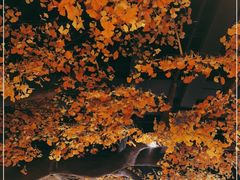 -松针蔡记蒸饺(花园路店)