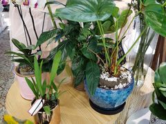 -Libra Flora花店(骆岗中央公园店)