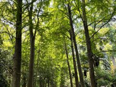 -上海滨江森林公园