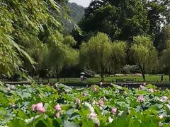 -西湖外事游船(花港观鱼码头)