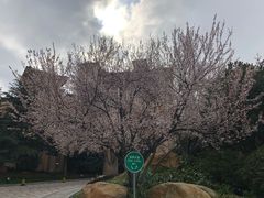 -上海浦东星河湾酒店