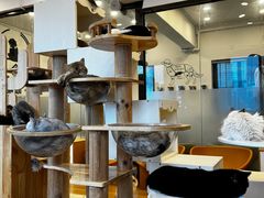 -有喵·猫咖·狗咖·30几只猫10只小狗(岗厦店)