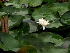 -观桥阁(锦溪店)