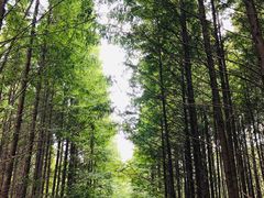 -桤木河湿地公园