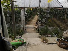 -马陆小张葡萄园农家乐