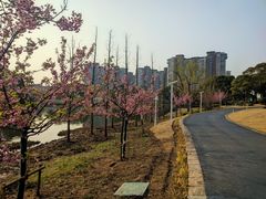 -新江湾城公园