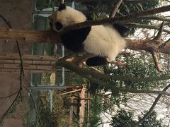 iphone_upload_pic-成都大熊猫繁育研究基地