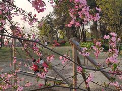 -铁山坪森林公园