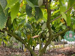 -歌斐颂巧克力小镇