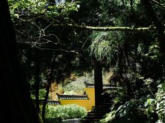 -天目山大树王景区