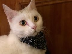 -猫色咖啡·猫咖