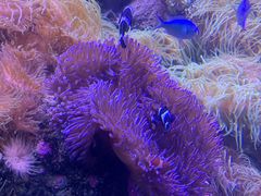 -悉尼海洋生物水族馆