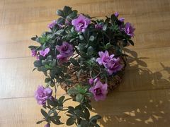 -云尊府云南菜·蒸汽石锅鱼(学清路店)