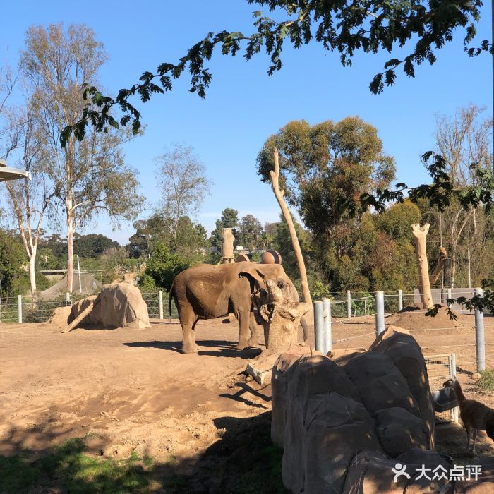 聖地亞哥動物園圖片 - 第21張